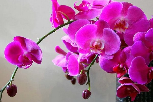 Сильный женский талисман: какие приметы и предрассудки связаны с орхидеями