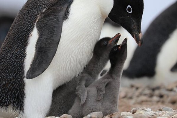 В результате глобального потепления в Антарктике погибли до 10 000 пингвинов