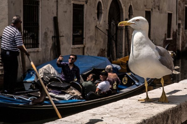 Туристов в Венеции предупреждают об агрессивных чайках