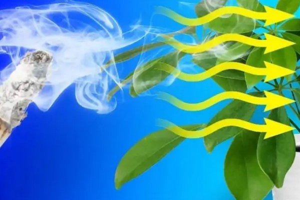 Мгновенно очистит воздух в вашем доме: это комнатное растение отлично поглощает сигаретный дым