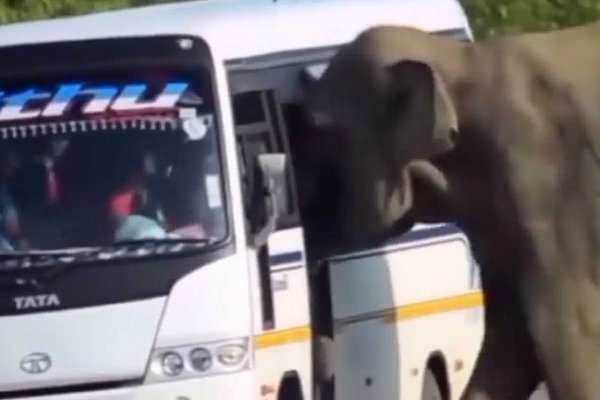 В Индии слон попытался забраться в движущийся автобус