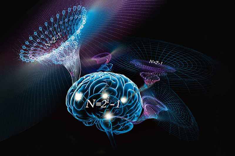 Когнитивные способности имеют связь с размерами мозга