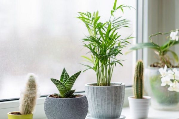 Как ухаживать за комнатными растениями зимой