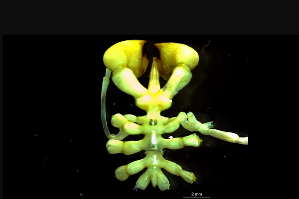 Ученые обнаружили на дне Антарктиды неизвестное науке существо: эти морские пауки дышат ногами, фото