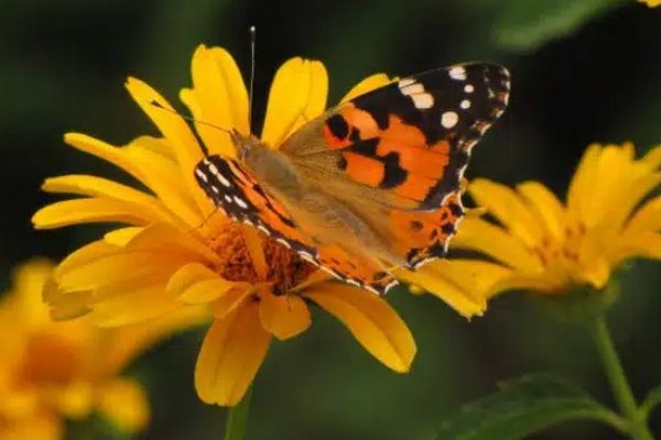 Ученые обеспокоены, как цветы выживают в условиях “апокалипсиса насекомых”