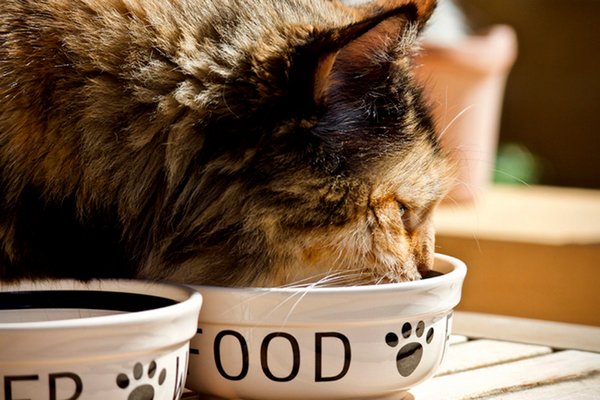 Как правильно кормить кота влажным кормом