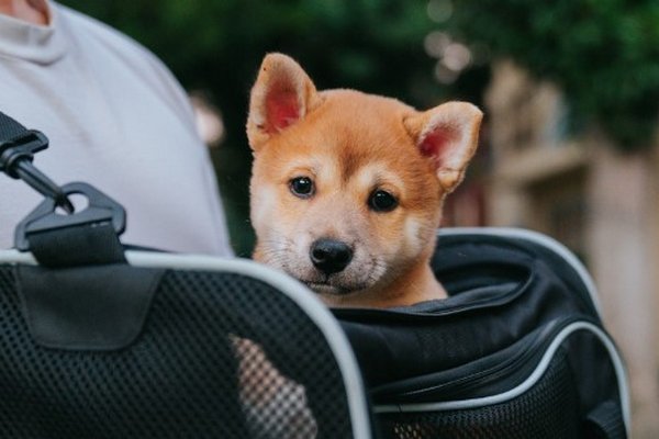 Транспортная комиссия Киевсовета поддержала петицию о разрешении на проезд с собаками в метро
