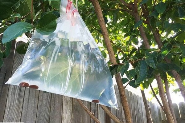 Зачем на деревья вешают пакеты с водой - эффективная хитрость садоводов