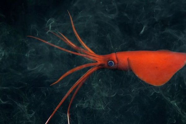 В Тихом океане ученые обнаружили 100 новых видов животных: кого прятала глубина от людей
