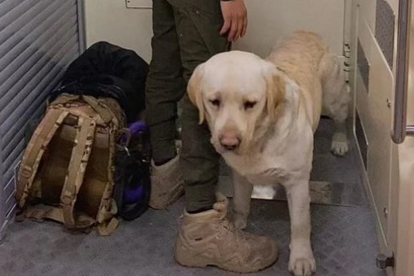 УЗ и UAnimals наработают новые правила перевозки животных после скандала с военным и его собакой
