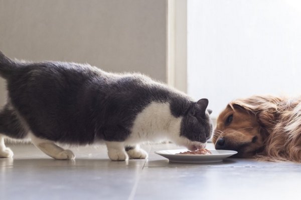 Что произойдет, если кошка долгое время будет есть собачий корм