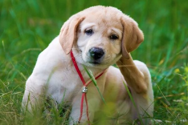 Ваша собака в опасности: какие растения могут убить хвостатого на прогулке - растут у вас во дворе
