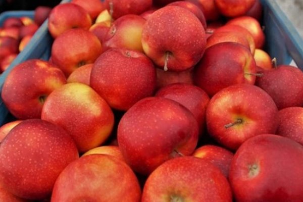 Ирак наращивает закупки украинского яблока