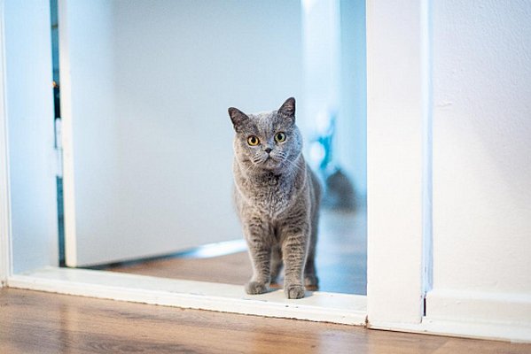 Эксперты рассказали, почему коты не любят закрытые двери