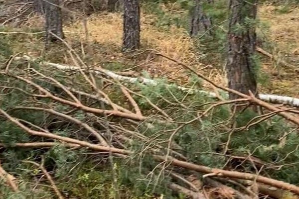В Ровенской области незаконно вырубили деревьев на 13 млн