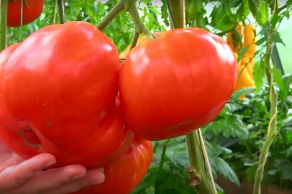 Как вырастить щедрый урожай помидоров из семян: несколько ключевых советов