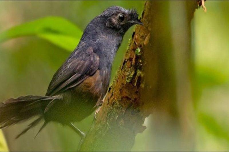 Ученые обнаружили уникального птицы: таких в мире всего несколько