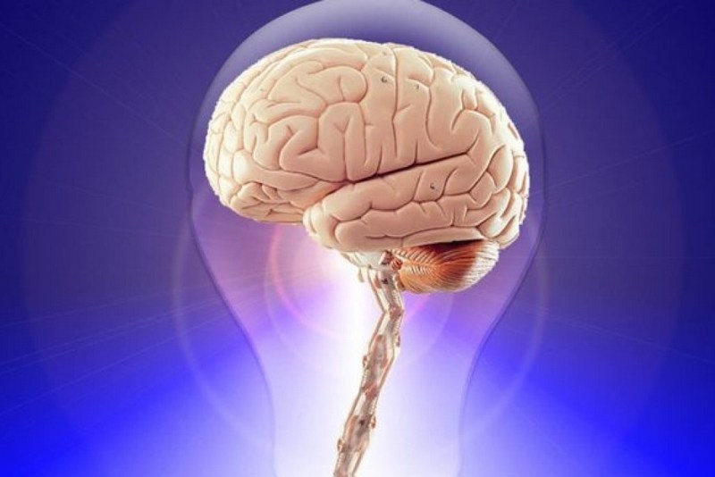 Ученые научились продлевать жизнь мозга на 36 часов
