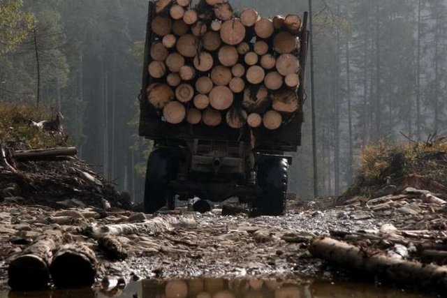 В Украине усиливают ответственность за незаконные рубки и повреждения деревьев