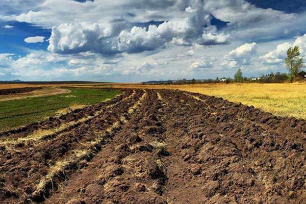 В Земельный банк хотят передать 100 тыс. га земель НААН