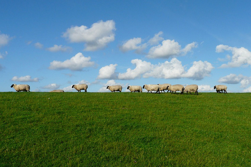 Германия будет платить за выпас овец на лугах
