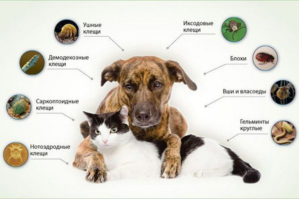 Почему кошка или собака чешется?