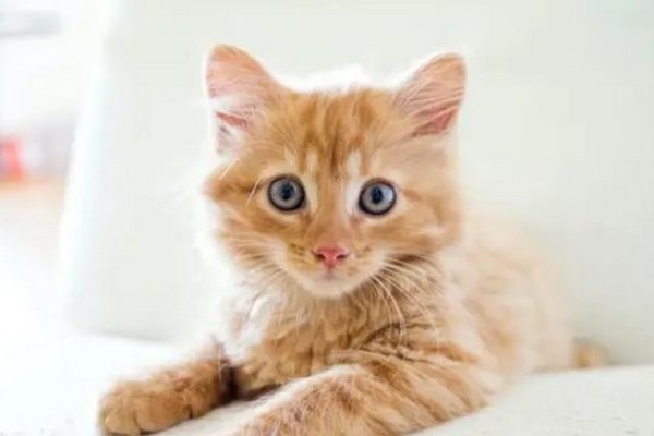 Почему коты рыжие? Ученые нашли ответ в их ДНК