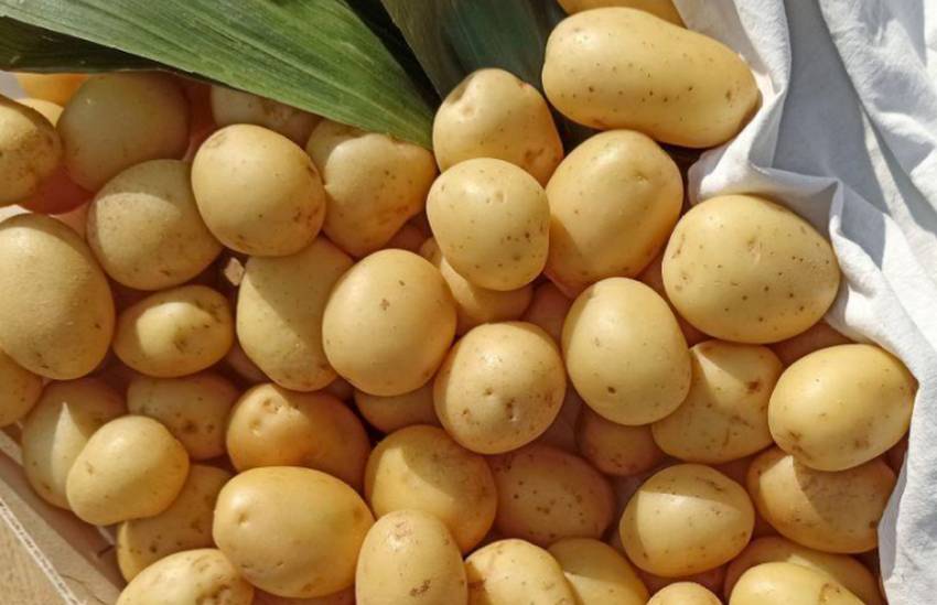 Як вибрати кращу картоплю для посадки?