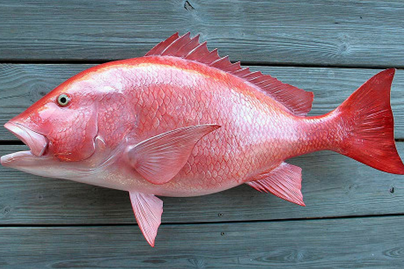 Ученые назвали вредную рыбы, которую лучше никогда не есть