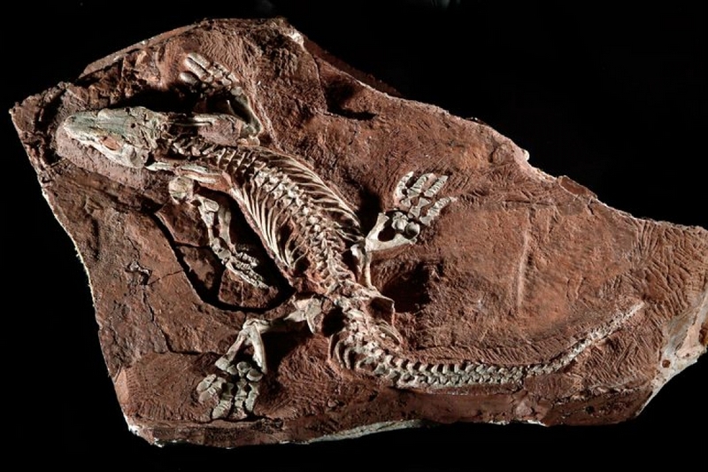 Ученые воссоздали походку древней рептилии, жившей около 280 млн лет назад