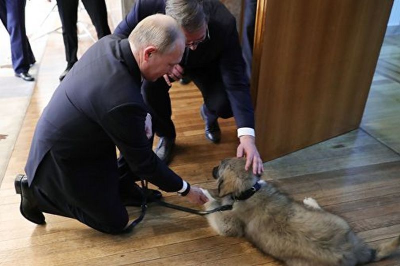 Президент Сербии подарил Путину собаку