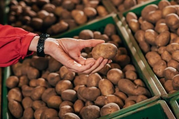 Европа ищет альтернативу: Куда деть излишки картофеля после рекордного урожая