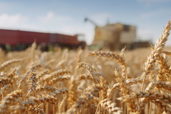 Экспортный темп: Цена на пшеницу следует сезонной модели, прогнозируя рост