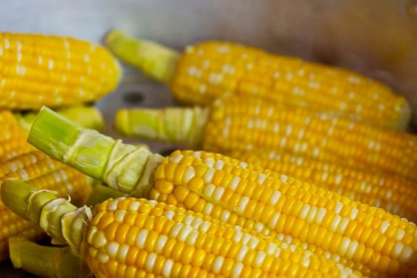 Недостаточно предложений: Как высокий спрос толкает цены на фуражную кукурузу вверх