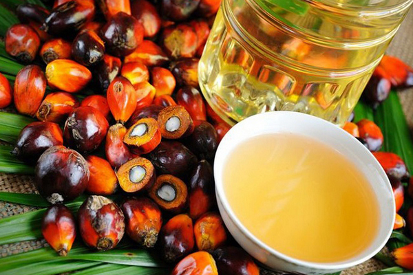 Нидерланды бьют рекорды, Греция падает на 91%: география импорта пальмового масла в ЕС