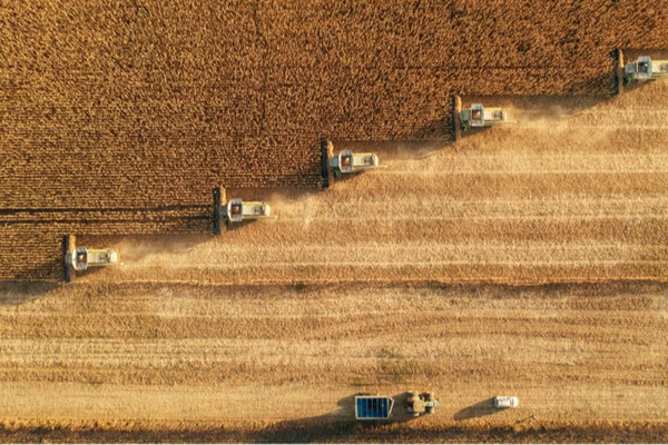 Надежность поставок: Украина гарантирует экспорт 17 млн тонн пшеницы на международные тендеры