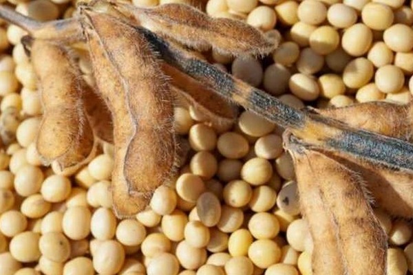 Урожай 2025 и логистика: Как качество и доставка сои влияют на ее цену