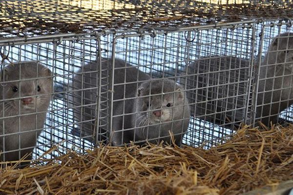 Защита животных: Польша поставила точку в производстве меховых шуб из этических соображений