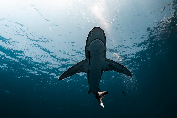 Спас жизнь ценой здоровья: 26-летний спортсмен пытался защитить подругу от бычьей акулы