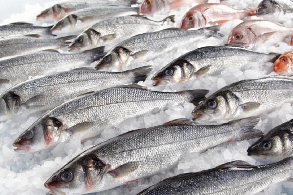 Глобальные квоты на вылов: Почему дорожает скумбрия и как международная политика влияет на цены