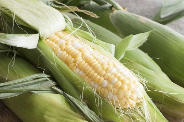 Аграриям на заметку: почему стоит продавать кукурузу сейчас, несмотря на низкую цену