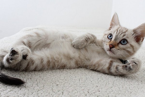 О чем говорит ваш кот? Как распознать тайные смыслы в уникальном мурлыканье вашего любимца