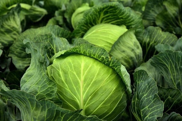 Капуста бьет рекорды: сколько стоит борщовой набор в январе 2026