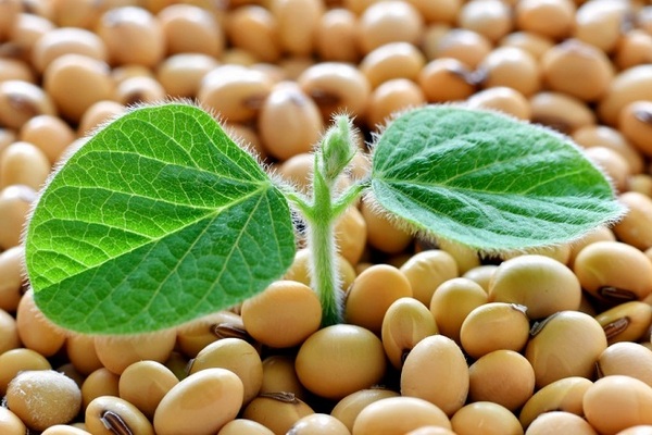 Рост цен на сою в феврале 2026: возможности и риски для аграриев