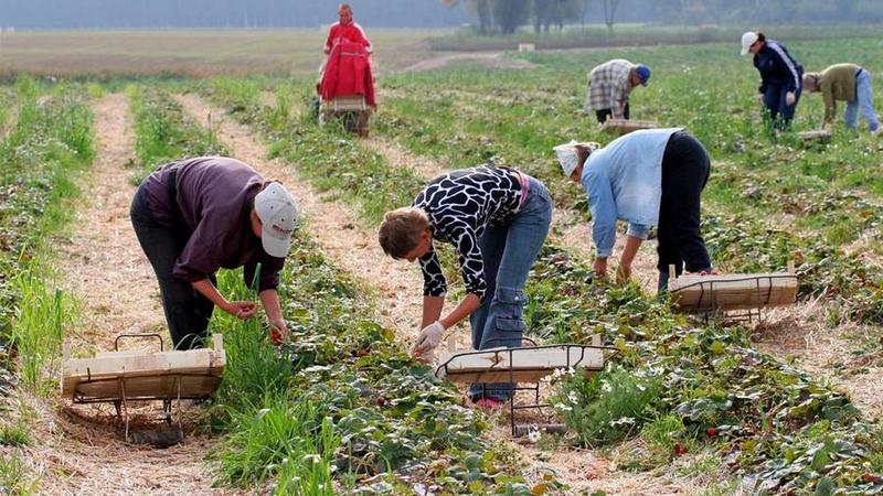 Экономика продовольственного рынка: в Польше зафиксировано падение сбора фруктов более чем на 18% Экономика продовольственного рынка: в Польше зафиксировано падение сбо