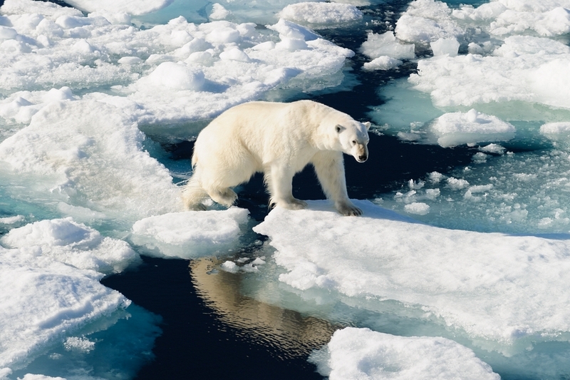 Ученые рассказали, к чему может привести таяние льдов