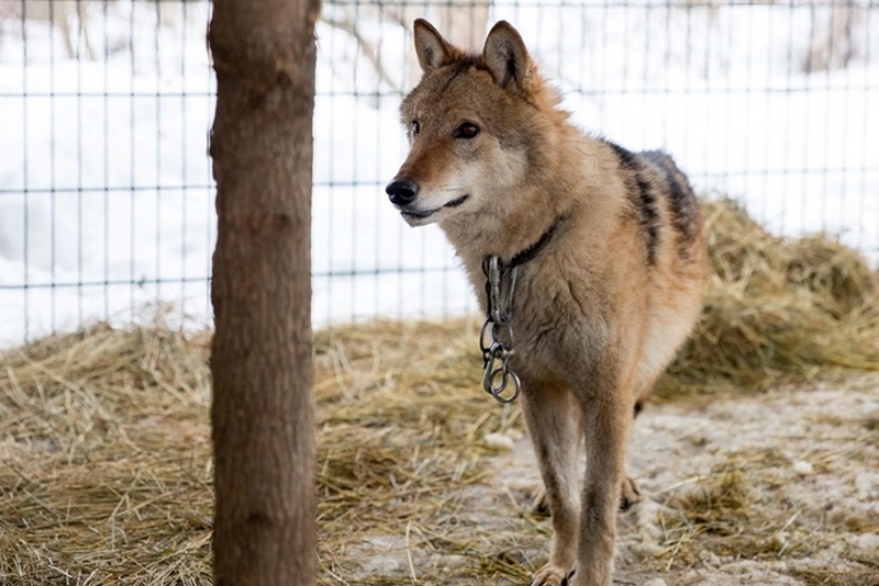 В Харькове приютили волка, которого селяне держали на привязи