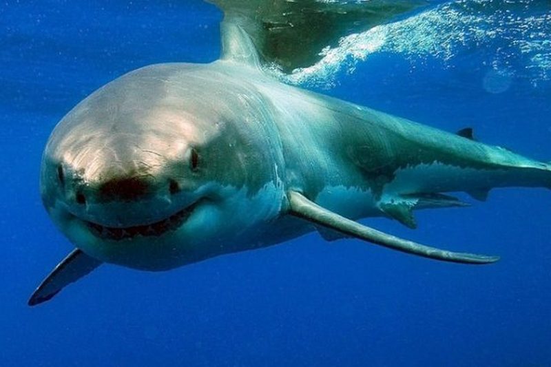 Ученые заявили, что за последние полвека акулы стали чаще нападать на людей
