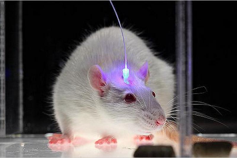 Ученым удалось избавить крыс от алкогольной зависимости