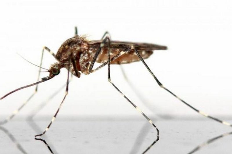 Ученые выяснили, какая музыка отпугивает комаров